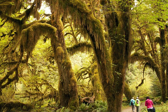 3 Days in Olympic National Park from Seattle: Silent Forest - Hoh Rainforest - Lake Quinault’s old-growth calm, then the coast shift at Kalaloch