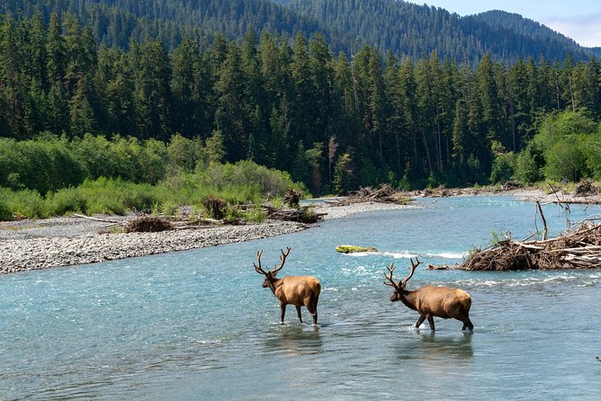 3 Days in Olympic National Park from Seattle: Silent Forest - Hoh Rainforest - Lake Crescent’s glacial lake feel, then Hurricane Ridge alpine views