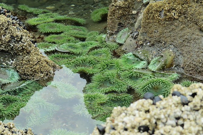 3 Days in Olympic National Park from Seattle: Silent Forest - Hoh Rainforest - What to pack for Silent Forest days and windy coast time