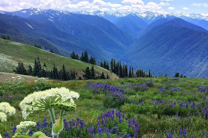 3 Days in Olympic National Park from Seattle: Silent Forest - Hoh Rainforest - Who this Olympic National Park tour fits best