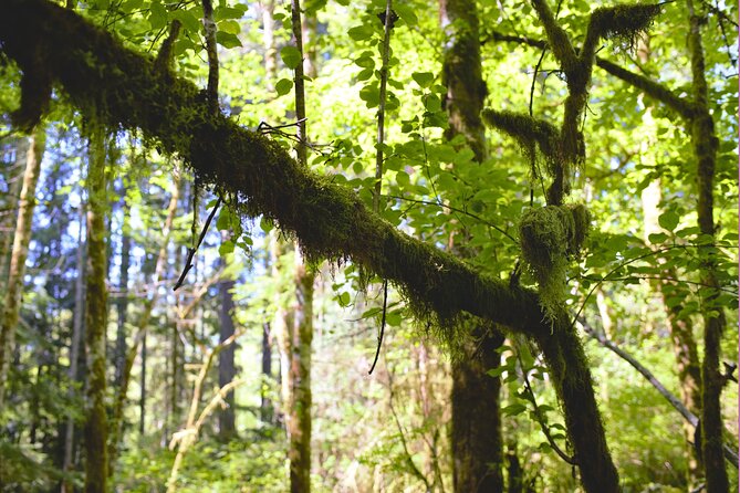 Bainbridge Island Serenity Forest Hike & Cultural Landmarks Tour - From the Ferry Terminal to Real Bainbridge
