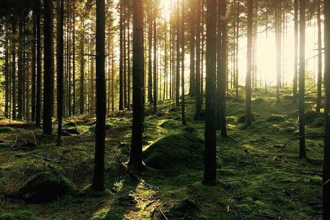 Bainbridge Island Serenity Forest Hike & Cultural Landmarks Tour - Weather, Timing, and What to Bring