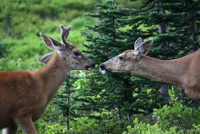 Best of Mount Rainier National Park from Seattle: All-Inclusive Small-Group Tour - Why This Mount Rainier Day Trip Works So Well From Seattle