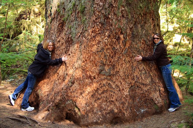 Best of Olympic National Park from Seattle: All-Inclusive Small-Group Day Tour - The Van Ride Through the Olympic Peninsula: Why Guided Stops Matter