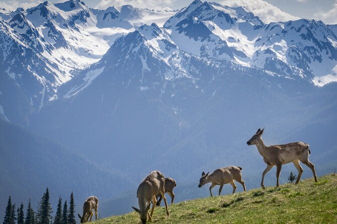 Explore Olympic National Park from Seattle through Van /Ferry - Price and value: $335 for convenience, not cheap sightseeing