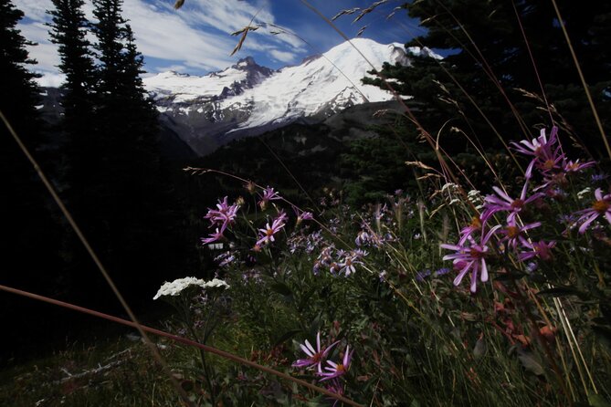 From Seattle: Private Tour to Mt. Rainier - Mount Rainier National Park: Making the Most of 5–6 Hours