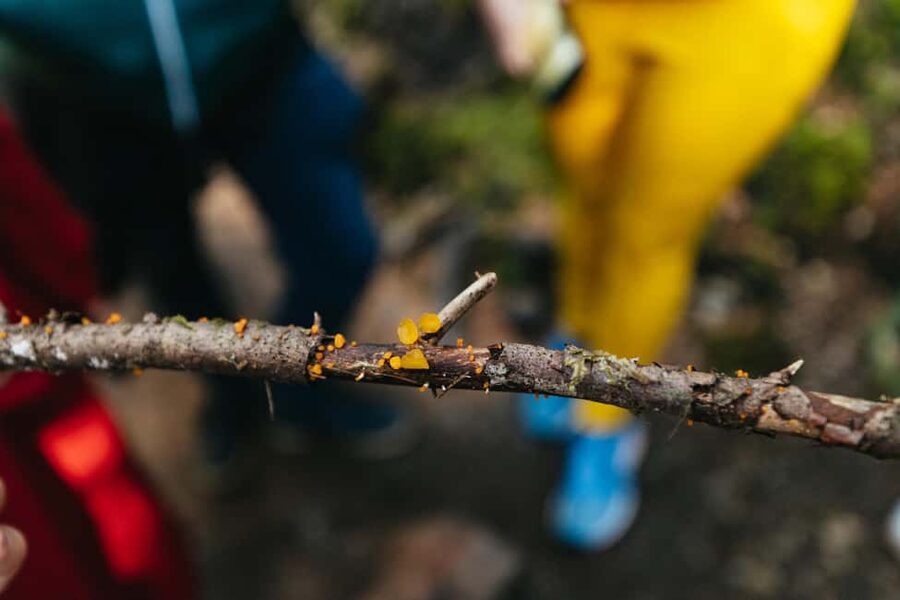 From Seattle: Visit Snoqualmie Falls and Hike to Twin Falls - What to bring for a comfortable, no-stress morning