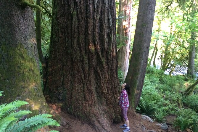Guided forest hike to Seattle waterfalls incl. Snoqualmie Falls - The Seattle Waterfalls Loop: what you’ll actually do in 4.5 hours