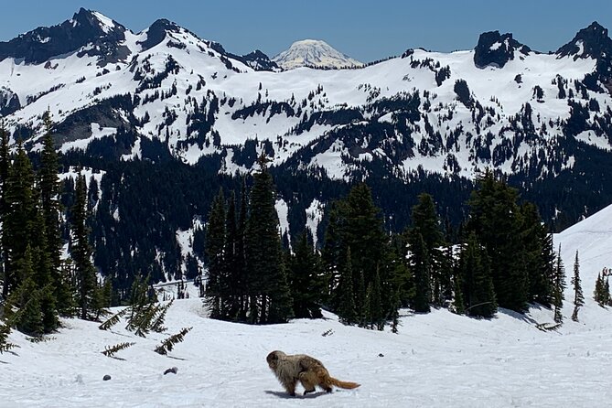 Mt. Rainier highlights - old forest, falls and glaciers - Paradise Visitor Center and the glacier picnic hike: short miles, steep effort