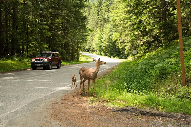 Olympic National Park Day Tour from Seattle - Salt Creek or Dungeness Spit: tide pools, sea stacks, and beach time