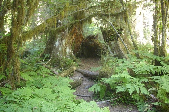 Olympic Peninsula and Forest Tour - Key Highlights You’ll Feel in the Day