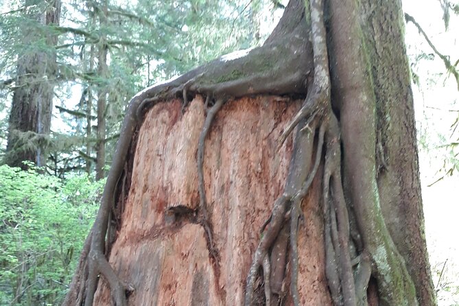 Olympic Peninsula and Forest Tour - Why This Seattle-to-Olympic Peninsula Route Works
