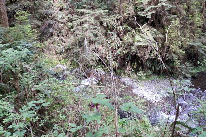 Olympic Peninsula and Forest Tour - The Day Can Expand: Beaches, Waterfalls, and More Forest Time