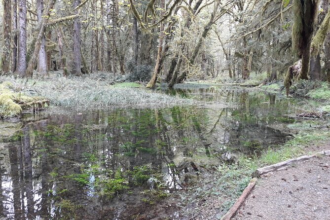 Olympic Peninsula and Forest Tour - Getting the Most Out of a Rainy-Weather Day