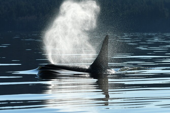 Only Wildlife and Whale Watching Tour Leaving from Seattle - Key Takeaways Before You Go Whale Watching from Pier 69
