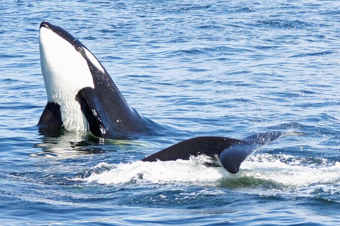 Only Wildlife and Whale Watching Tour Leaving from Seattle - Pier 69 Makes Seattle Whale Watching Feel Effortless