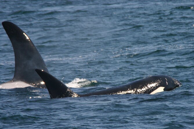 Only Wildlife and Whale Watching Tour Leaving from Seattle - Onboard Naturalist Talks (and the Value of Asking Questions)