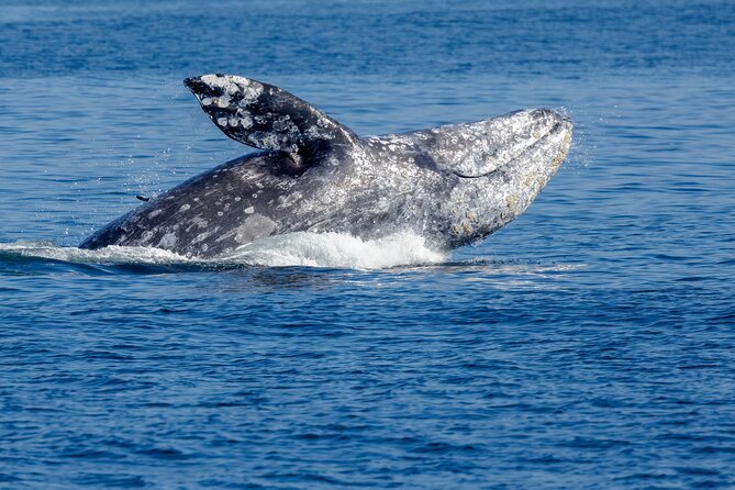 Only Wildlife and Whale Watching Tour Leaving from Seattle - The FRS Clipper Boat: Where to Sit and How Not to Get Blocked