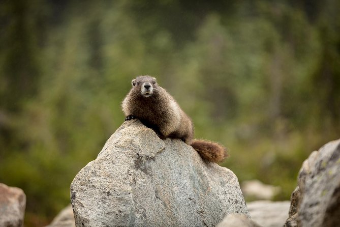 Private Mt Rainier National Park Day Trip from Seattle - Trail of the Shadows: short hike, history, and medicinal plants