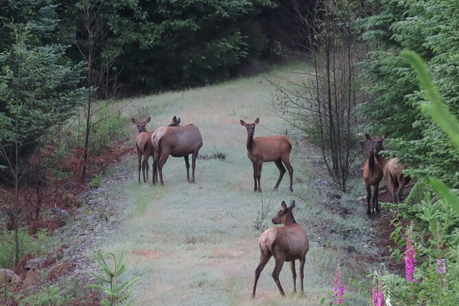 Private Mt Rainier National Park Tour in SUV - What Can Go Wrong (and How I’d Guard Against It)