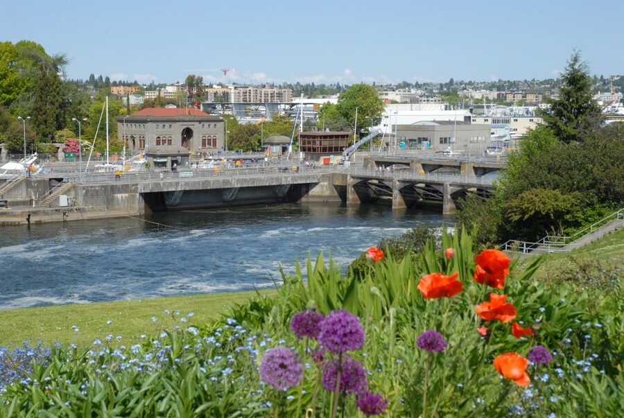 Seattle: City Highlights Tour - Ballard Locks and the Salmon Ladder: Where the Tour Becomes Real