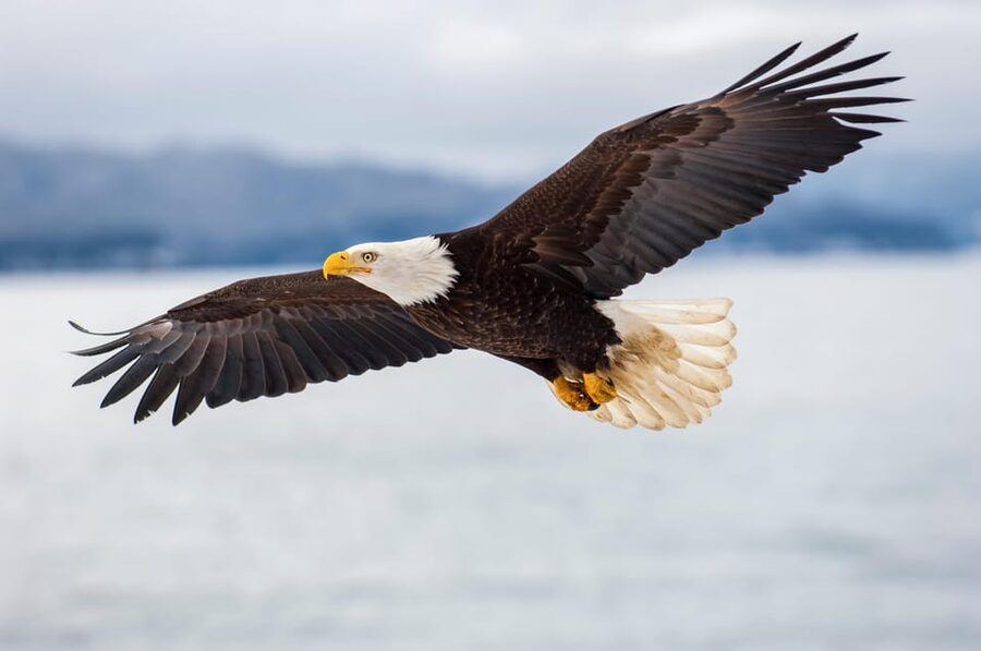 Seattle: Half-Day Wildlife and Whale Watching Cruise - Key Things That Make This Cruise Worth Your Time