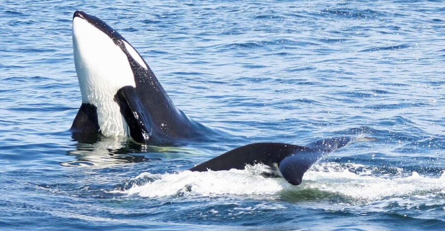 Seattle: Half-Day Wildlife and Whale Watching Cruise - Should You Book This Seattle Whale Cruise?