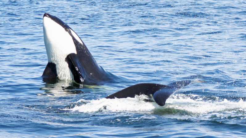 Seattle: Half-Day Wildlife and Whale Watching Cruise - Pier 69 Launch: The Easy Seattle Start Before You Go Looking