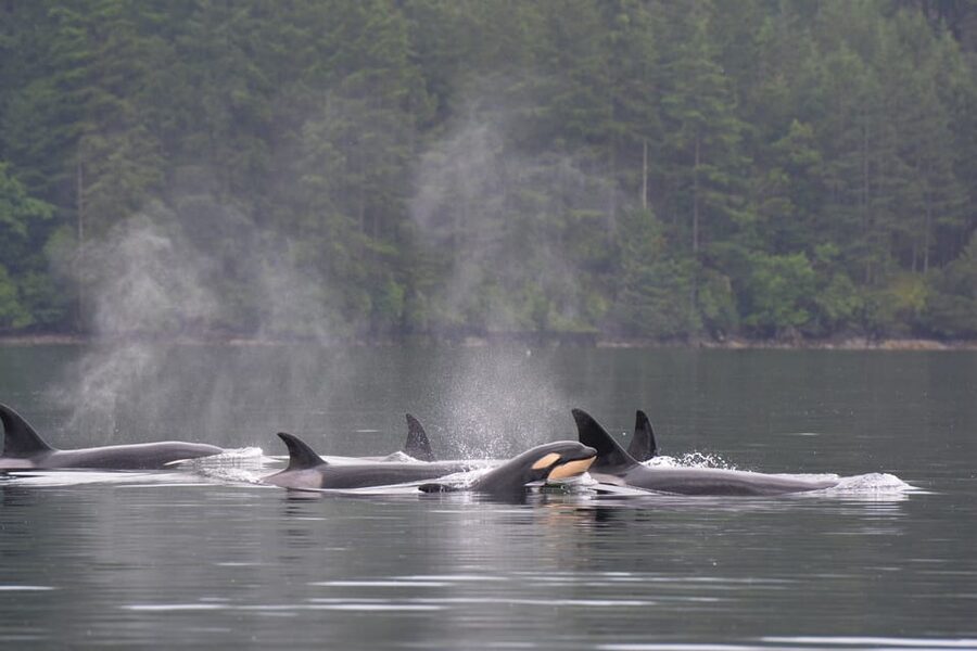 Seattle: Half-Day Wildlife and Whale Watching Cruise - Naturalists on Board: How the Talk Helps You Actually See More