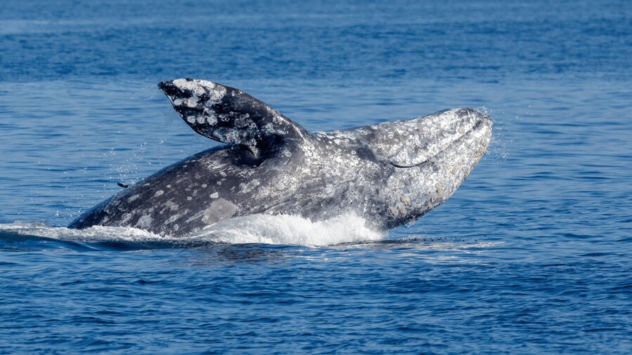 Seattle: Half-Day Wildlife and Whale Watching Cruise - Food, Drinks, Binocular Rentals, and the Photo Options