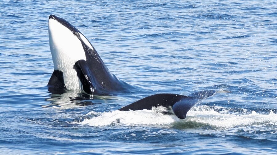 Seattle: Half-Day Wildlife and Whale Watching Cruise - Price and Value: Is $148 Worth It for a 4-Hour Cruise?