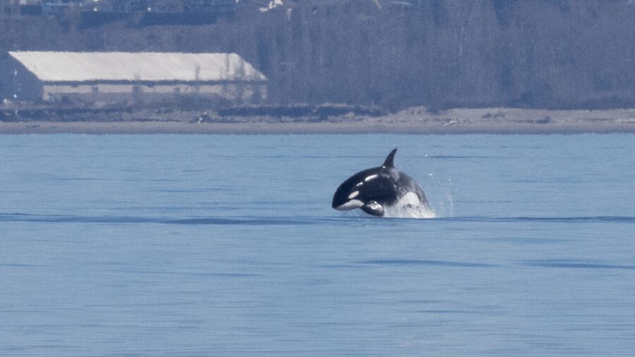 Seattle: Half-Day Wildlife and Whale Watching Cruise - Who Should Book This (and Who Might Reconsider)