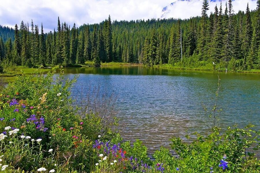 Seattle: Mount Rainier Park All-Inclusive Small Group Tour - Mt. Rainier by Foot: Guided Walk and Snowshoeing Options
