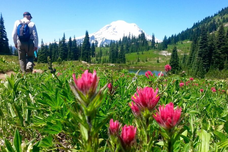 Seattle: Mount Rainier Park All-Inclusive Small Group Tour - Wildlife Spotting: Not a Guarantee, But a Real Aim