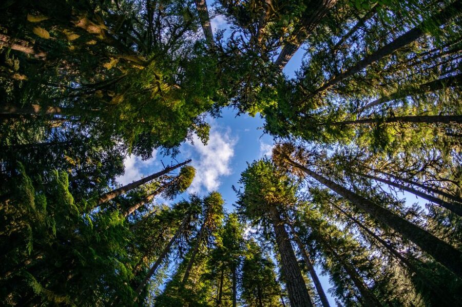 Seattle: Olympic National Park Small-Group Tour - Morning routes: ferry to Bainbridge or a wildlife-refuge stretch
