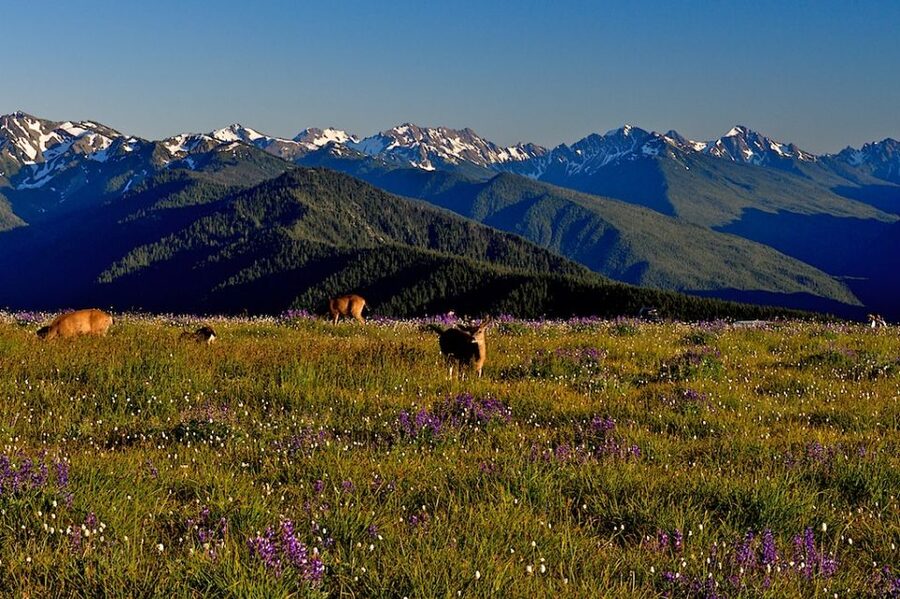 Seattle: Olympic National Park Small-Group Tour - Lunch, snacks, and drinks that actually keep you going