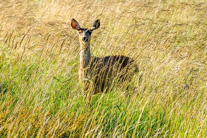 Skagit Valley Birding + Deception Pass Day Tour From Seattle - What the naturalist guide adds: spotting skills and a picnic done right