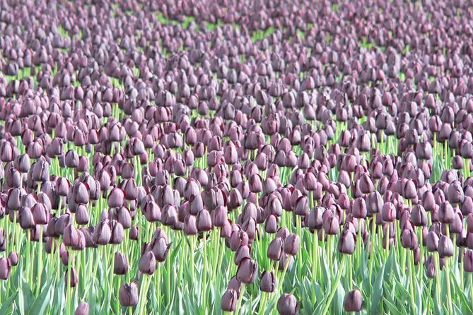 Skagit Valley Tulip Festival Day Tour from Seattle - Tulip Valley Farms: fields, grower talk, and the 10-stem upick