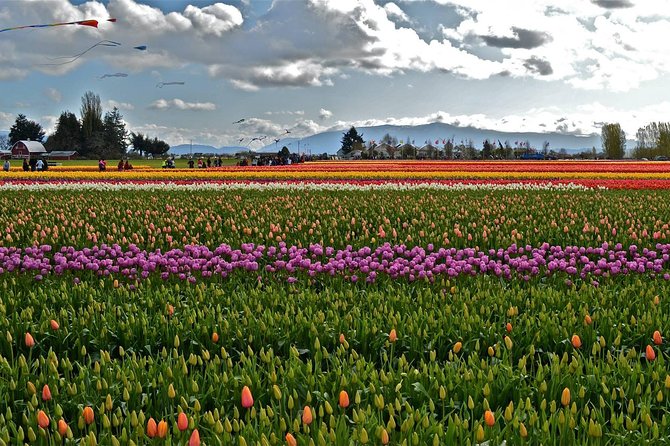 Skagit Valley Tulip Festival Day Tour from Seattle - Roozengaarde: formal gardens and big tulip plantings