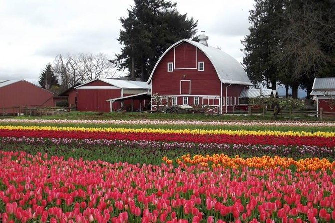 Skagit Valley Tulip Festival Day Tour from Seattle - Guides and the feel of the day: safety, pacing, and humor