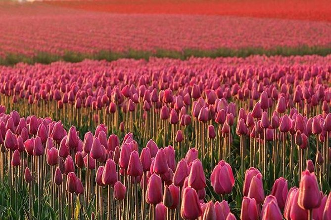 Skagit Valley Tulip Festival Day Tour from Seattle - Seattle morning logistics: MoPOP pickup and a 7:30 start