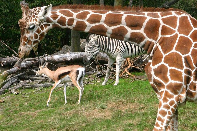 Skip the Line: Daily Admission at Woodland Park Zoo Ticket - Key highlights at a glance