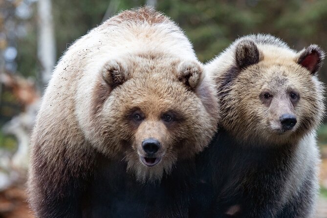 Skip the Line: Daily Admission at Woodland Park Zoo Ticket - Why this Woodland Park Zoo ticket works for busy Seattle days