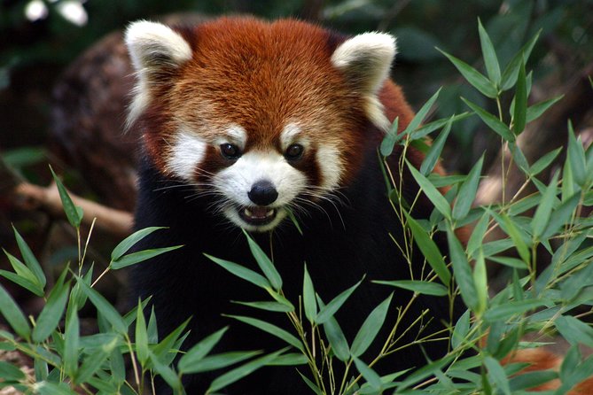 Skip the Line: Daily Admission at Woodland Park Zoo Ticket - Skip-the-line check-in with a mobile ticket (and how to avoid hassles)