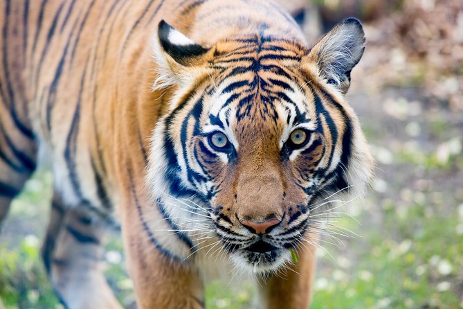 Skip the Line: Daily Admission at Woodland Park Zoo Ticket - Outdoor theater programs with ambassador animals: the fun learning part