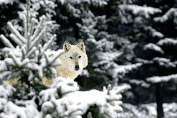 Skip the Line: Daily Admission at Woodland Park Zoo Ticket - Zoomazium indoor play space: a lifesaver on rainy Seattle days