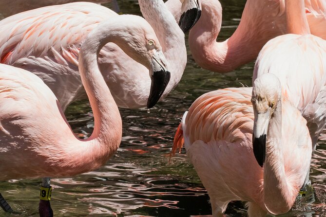 Skip the Line: Daily Admission at Woodland Park Zoo Ticket - What’s included vs. what costs extra (so your budget stays sane)