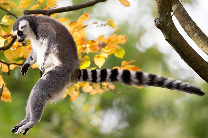Skip the Line: Daily Admission at Woodland Park Zoo Ticket - Weather, animal visibility, and setting expectations for a great day