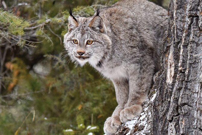Skip the Line: Daily Admission at Woodland Park Zoo Ticket - Skip-the-line check-in with a mobile ticket (and how to avoid hassles)