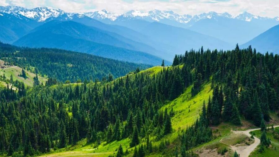 Small Group: Olympic National Park Day Tour From Seattle - Hurricane Ridge: big alpine views and the realistic 90-minute plan